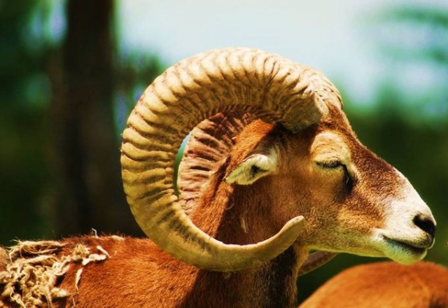 Africam Safari